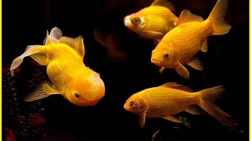 Mơ Thấy Cá Vàng - Giấc Mơ Êm Nhưng Ẩn Cú Nổ Bất Ngờ