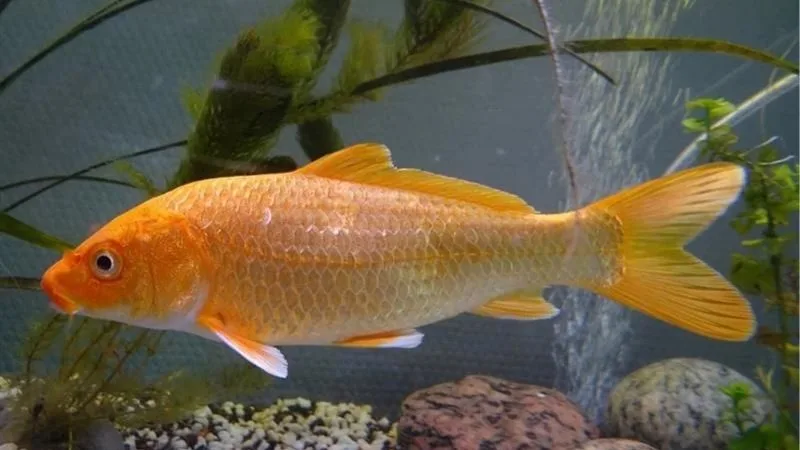 Mơ Thấy Cá Vàng - Giấc Mơ Êm Nhưng Ẩn Cú Nổ Bất Ngờ