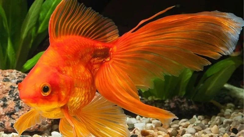 Mơ Thấy Cá Vàng - Giấc Mơ Êm Nhưng Ẩn Cú Nổ Bất Ngờ