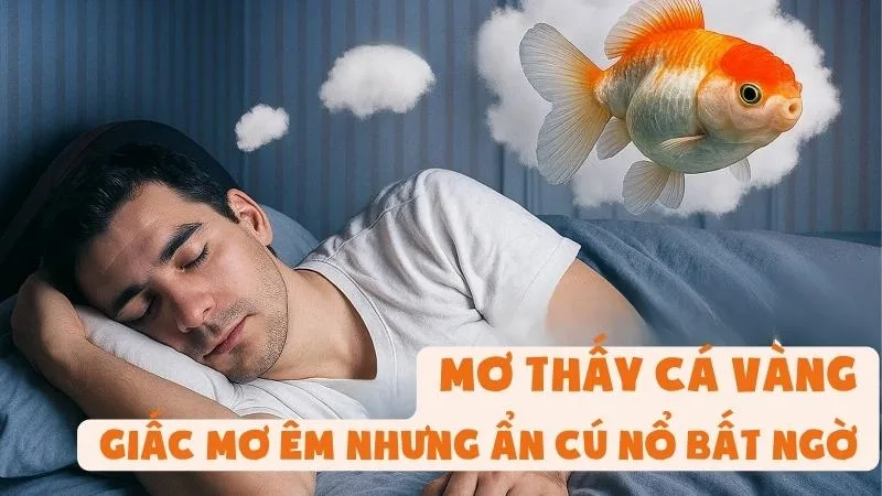Mơ Thấy Cá Vàng - Giấc Mơ Êm Nhưng Ẩn Cú Nổ Bất Ngờ