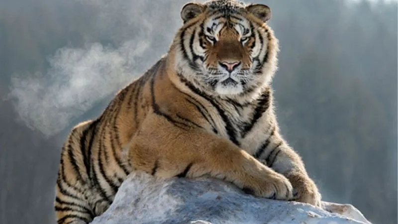 Giải Mã Giấc Mơ Thấy Hổ - Cơ Hội Lật Kèo Ít Ai Nhận Ra