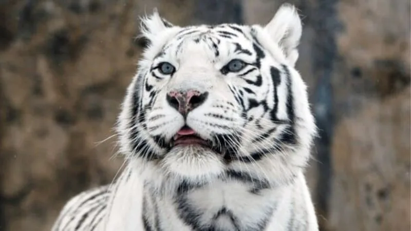 Giải Mã Giấc Mơ Thấy Hổ - Cơ Hội Lật Kèo Ít Ai Nhận Ra