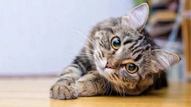 Khi Bạn Mơ Thấy Mèo Con | Dấu Hiệu Khiến Bạn Bất Ngờ