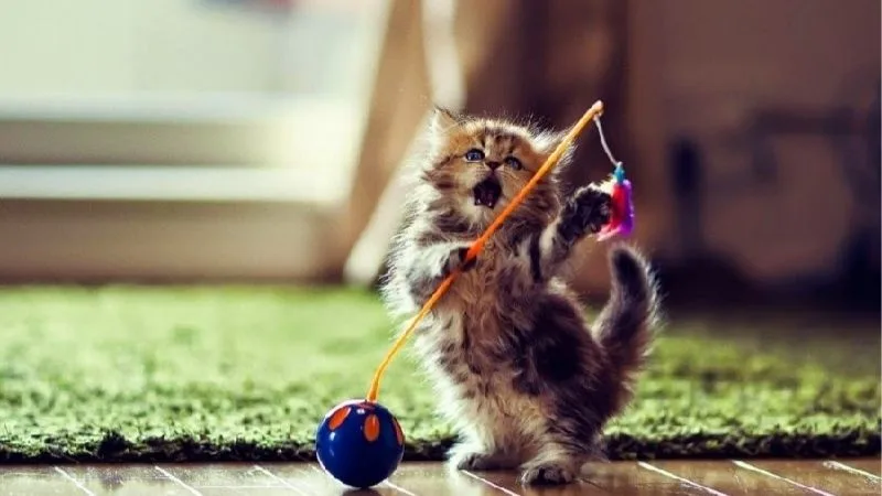 Khi Bạn Mơ Thấy Mèo Con | Dấu Hiệu Khiến Bạn Bất Ngờ