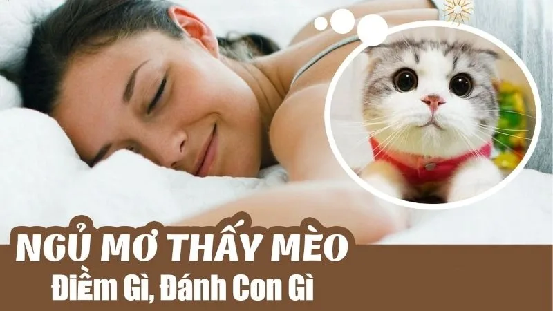 Khi Bạn Mơ Thấy Mèo Con | Dấu Hiệu Khiến Bạn Bất Ngờ