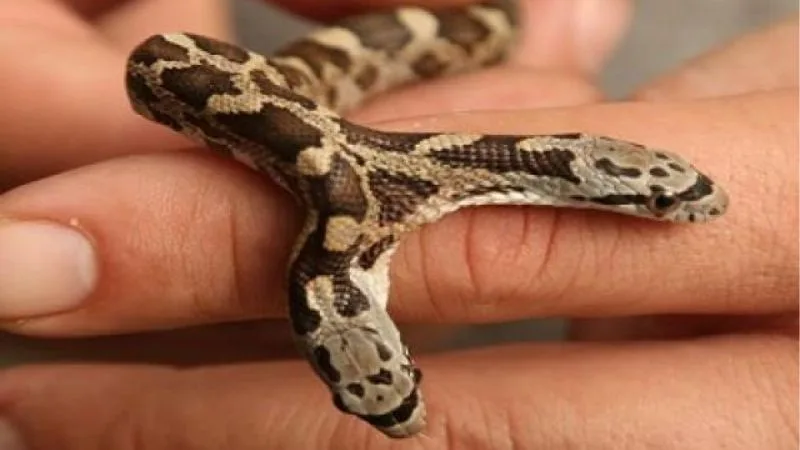 Mơ Thấy Rắn 2 Đầu | Lộc Lạ Không Phải Ai Cũng Gặp