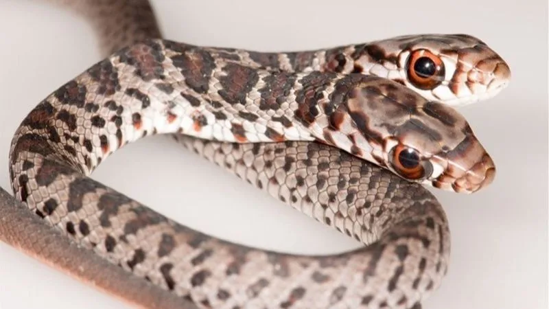 Mơ Thấy Rắn 2 Đầu | Lộc Lạ Không Phải Ai Cũng Gặp