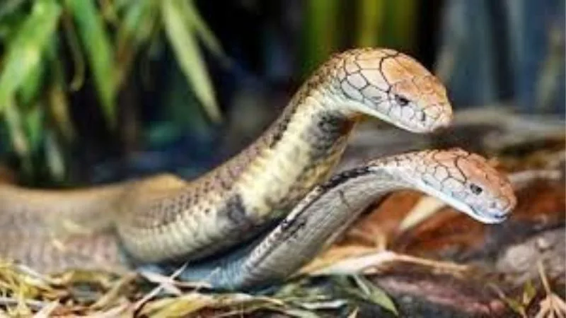 Mơ Thấy Rắn 2 Đầu | Lộc Lạ Không Phải Ai Cũng Gặp