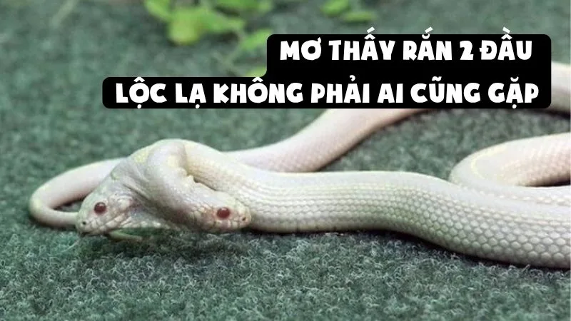 Mơ Thấy Rắn 2 Đầu | Lộc Lạ Không Phải Ai Cũng Gặp