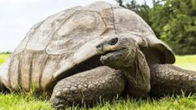 Giấc Mơ Thấy Rùa | Chậm Một Nhịp Nhưng Trúng Cả Ván