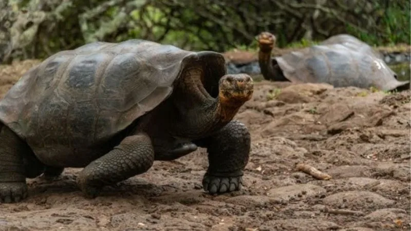 Giấc Mơ Thấy Rùa | Chậm Một Nhịp Nhưng Trúng Cả Ván