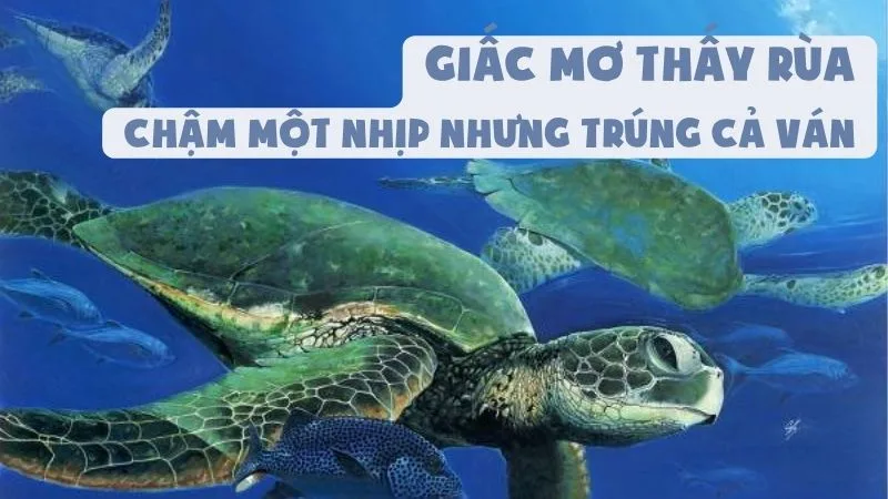 Giấc Mơ Thấy Rùa | Chậm Một Nhịp Nhưng Trúng Cả Ván