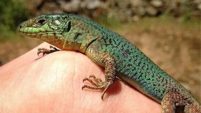 Nằm Mơ Thấy Thằn Lằn | Con Số Ẩn Sau Giấc Mơ Là Gì?