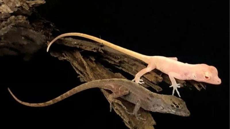 Nằm Mơ Thấy Thằn Lằn | Con Số Ẩn Sau Giấc Mơ Là Gì?