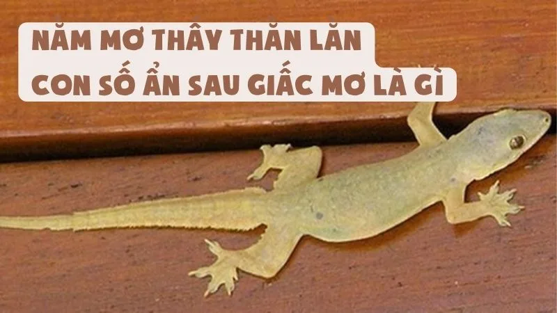 Nằm Mơ Thấy Thằn Lằn | Con Số Ẩn Sau Giấc Mơ Là Gì?